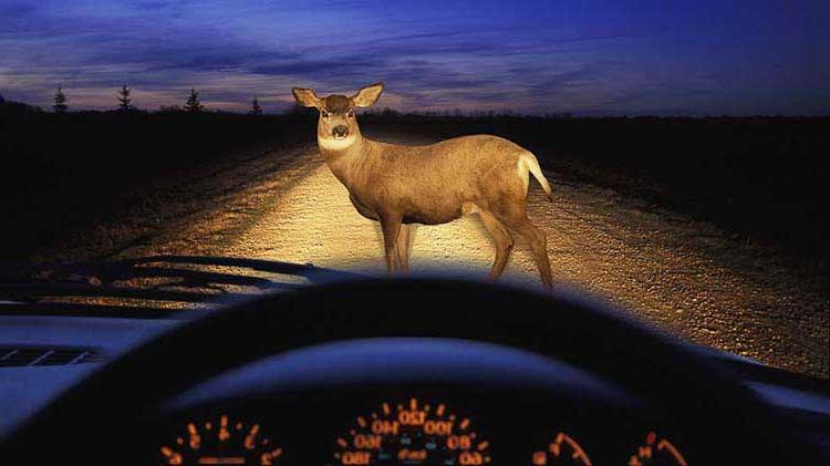 鹿正要穿过一条繁忙的道路.
